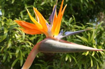 strelitzia reginea ( paradijsvogelbloem) beschikbaar voor biedingen