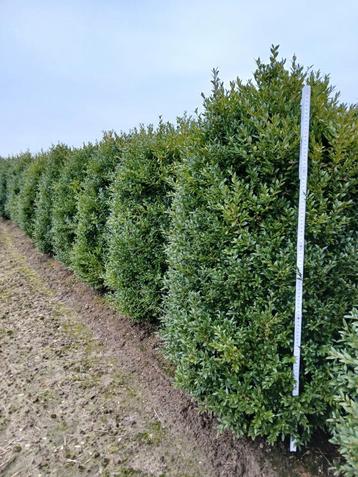 Buxus struiken 80/100 beschikbaar voor biedingen