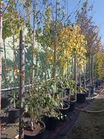 Witte berk, Tuin en Terras, Planten | Bomen, Ophalen, In pot