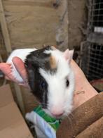 Cavia beertjee, Dieren en Toebehoren, Knaagdieren, November, Cavia