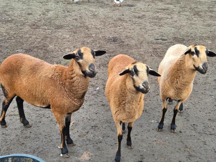 Barbados black belly ooien, Dieren en Toebehoren, Schapen, Geiten en Varkens