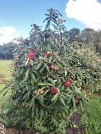 Viburnum rhytidophyllum/ sneeuwbal, Enlèvement, Autres espèces, Arbuste, 250 cm ou plus