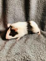 Kleine, lieve cavia (beer), Animaux & Accessoires, Rongeurs, Cobaye