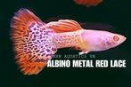 Albino metal red lace guppen, Dieren en Toebehoren, Vissen | Aquariumvissen