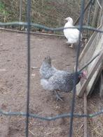 Grijze legkip 7 maand. (Eventueel met jong haan olijglegger), Dieren en Toebehoren, Pluimvee