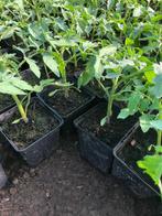 tomatenplanten, Ophalen, Volle zon, Groenteplanten, Eenjarig