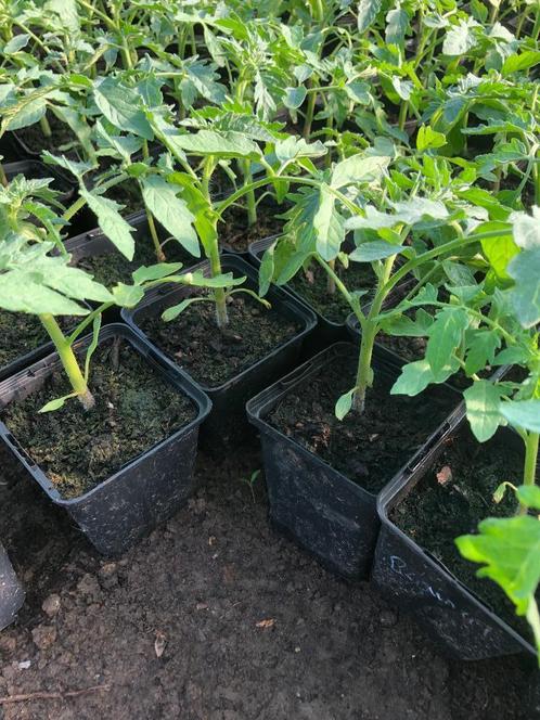tomatenplanten, Tuin en Terras, Planten | Tuinplanten, Eenjarig, Groenteplanten, Volle zon, Zomer, Ophalen