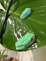 Roodoog makki kikkers ,koraal teen boomkikkers,.., Amfibie, 0 tot 2 jaar