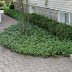 Pachysandra terminalis 'Green carpet', Tuin en Terras, Ophalen, Bodembedekkers