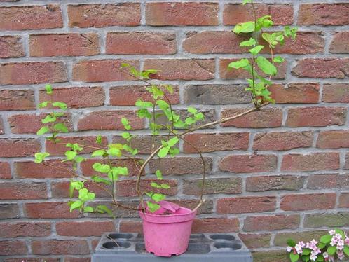 Vend ou échange chèvrefeuille, Jardin & Terrasse, Plantes | Arbustes & Haies, Arbuste, Autres espèces, 100 à 250 cm, Enlèvement