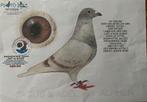 Dirk Van Den Bulck  2025, Animaux & Accessoires, Oiseaux | Pigeons, Femelle, Pigeon voyageur