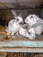 Jonge konijnen, Dieren en Toebehoren, Konijnen, Groot