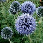 Echinops 'Veitch bleu' of kogeldistel, Tuin en Terras, Ophalen, Vaste plant