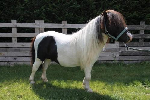 Goedgekeurde stamboek shetland dekhengst, Dieren en Toebehoren, Pony's, Hengst