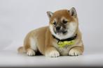 Shiba Inu pups te koop- 100 % Belgische Shiba Inu pups, Dieren en Toebehoren, Meerdere, Poolhond, 8 tot 15 weken, Meerdere dieren
