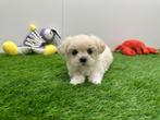 Nestje Lhasa Apso pups, België, Overige rassen, CDV (hondenziekte), 8 tot 15 weken