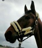 Halster met wol kentucky, Dieren en Toebehoren, Ophalen, Zo goed als nieuw