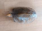 Opgezette schilpad, Dieren en Toebehoren, Reptielen en Amfibieën