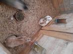 4 konijnen te koop of ruilen voor kippen, Dieren en Toebehoren, Vrouwelijk, Middelgroot