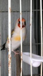 Chardonneret Tête blanche, Dieren en Toebehoren, Tropenvogel, Geringd