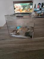 Spinnenterrarium, Enlèvement ou Envoi, Neuf, Terrarium ou Paludarium