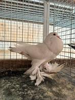 Gentse kropper verhemelstaart rood, Dieren en Toebehoren, Vrouwelijk, Kropper