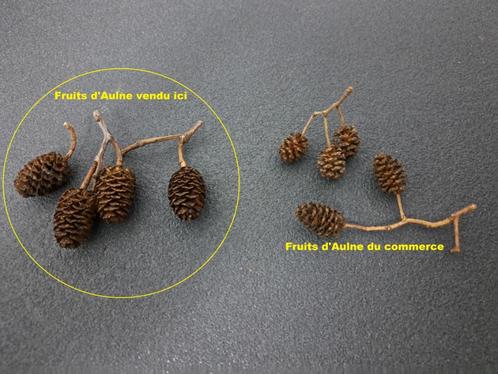 Fruits d'Aulnes 10 pièces, Animaux & Accessoires, Poissons | Aquariums & Accessoires, Neuf, Élément de décoration, Enlèvement ou Envoi