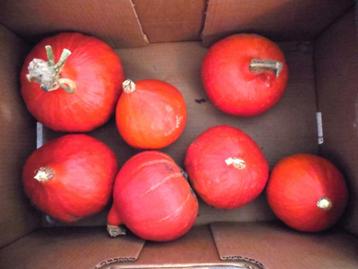 Potimarrons du jardin beschikbaar voor biedingen