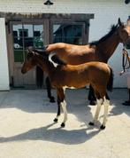 Merrie veulen te koop, Merrie, Springpaard, 0 tot 2 jaar, Onbeleerd