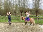 Shetlander te  koop, Dieren en Toebehoren, Zadelmak, A pony (tot 1.17m), 11 jaar of ouder, Recreatiepony
