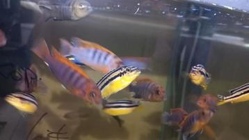 Weekend korting op verschillende mbuna's!! beschikbaar voor biedingen