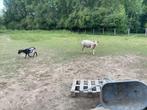 Schapen charolait dekbok 2 jaar, Tickets en Kaartjes