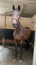 Verzorger Gezocht, Dieren en Toebehoren, Paarden, Merrie