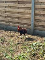 Araucana haan 1 jaar, Dieren en Toebehoren, Mannelijk, Kip