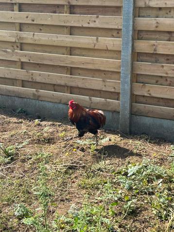 Araucana haan 1 jaar beschikbaar voor biedingen