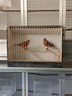 Rood agaat kanaries, Dieren en Toebehoren