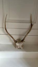 Gewei hert, Ophalen, Zo goed als nieuw, Hert, Gewei of Kop