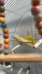 Croupion rouge à vendre car je ne sais plus m'en occuper., Femelle