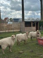 Schapen, Dieren en Toebehoren, Overige Dieren, Januari, Geslacht onbekend