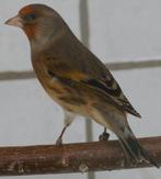 Je cherche un métis mâle 2026, Mannelijk