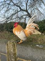 Poules naines a vendre, Animaux & Accessoires, Plusieurs animaux, Poule ou poulet