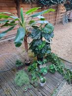 Lot kunstplanten, Ophalen