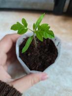 Roma VF | Tomaat Planten, Enlèvement, Hiver