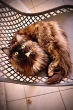 Maine Coon kittens verwacht foto 1,2 de ouders (POTK), Sexe inconnu, Vermifugé, 0 à 2 ans