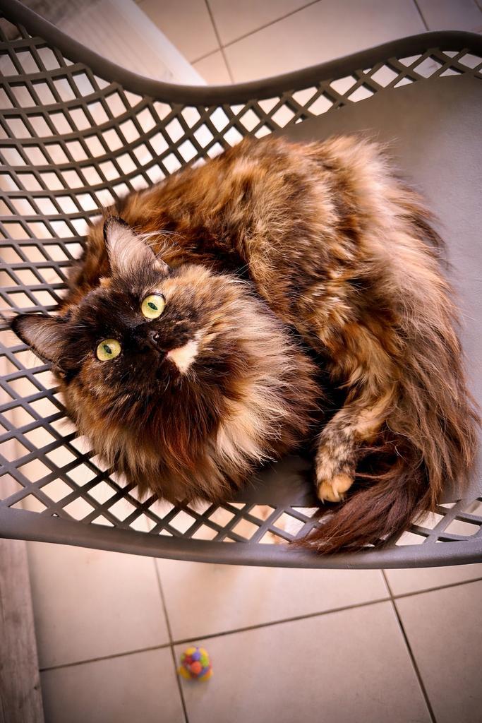 Maine Coon kittens verwacht foto 1,2 de ouders (POTK), Dieren en Toebehoren, Katten en Kittens | Raskatten | Langhaar, Geslacht onbekend