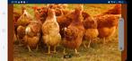 Jeunes poules pondeuses (pondant des œufs), Animaux & Accessoires, Femelle, Poule ou poulet