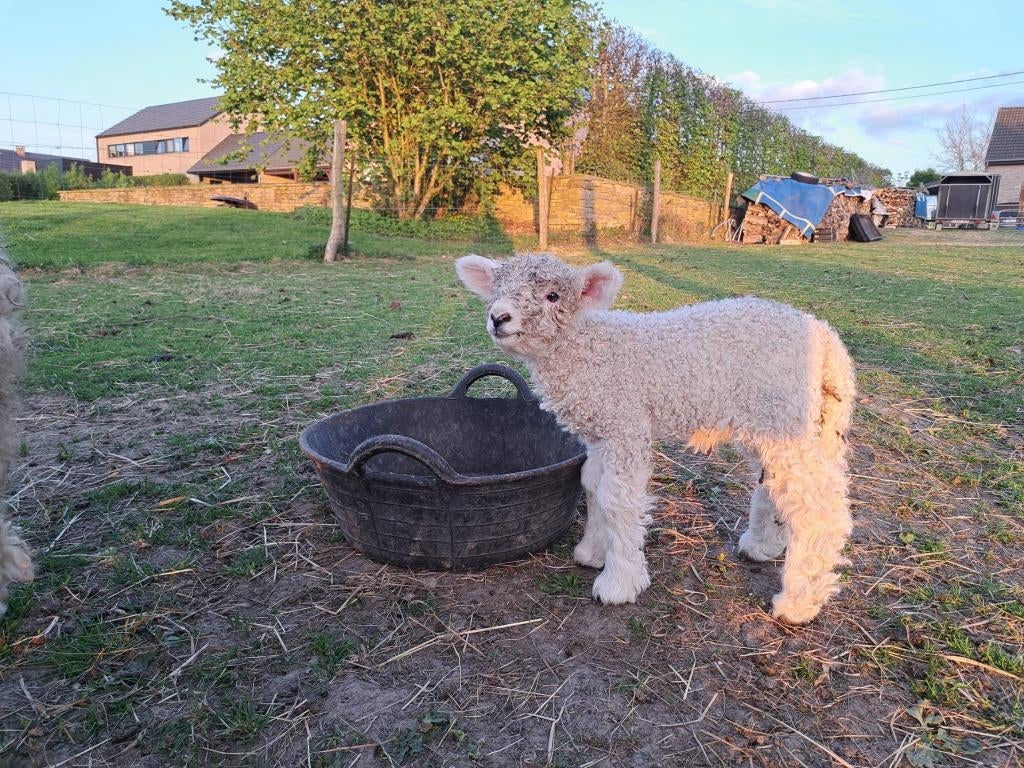 Agneaux Devon, Animaux & Accessoires, Mâle, Mouton, 0 à 2 ans