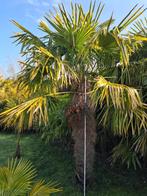 Palmboom Trachycarpus, Jardin & Terrasse, Plantes | Jardin, Autres espèces, Printemps, Plein soleil, Enlèvement