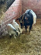 Geit met 2 lammetjes, Dieren en Toebehoren, Geit