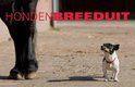 Honden breeduit Peter Beemsterboom  94 blz, Boeken, Ophalen of Verzenden, Zo goed als nieuw, Honden